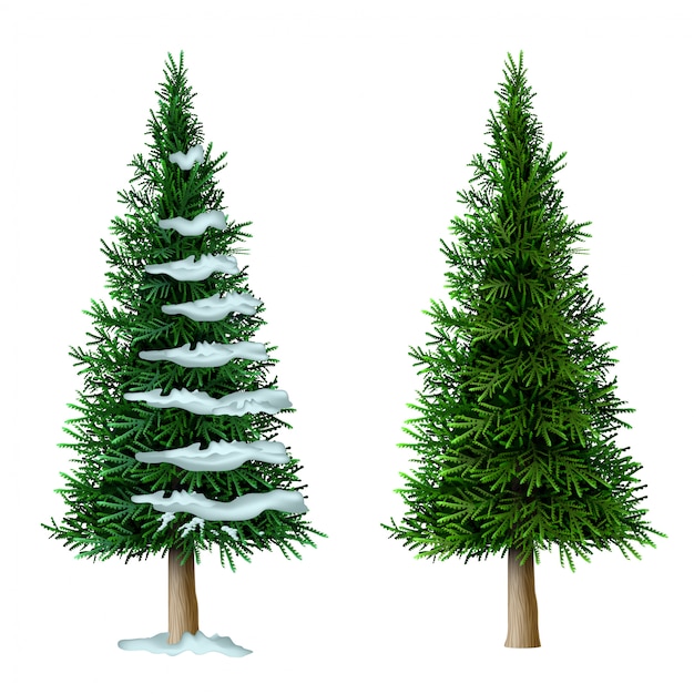 Vector realistic vector pine tree set isolate