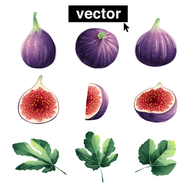 Realistic vector ripe fig fruit and slices with leaves. Watercolor style hand-drawn illustration. Mediterranean design elements. Perfect for invitations, greeting cards, prints, posters, packing, etc