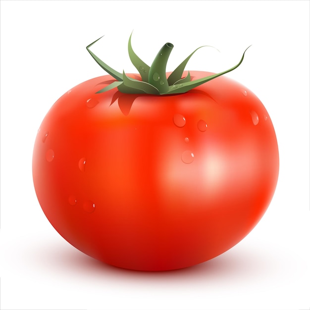 Realistic vector Tomato