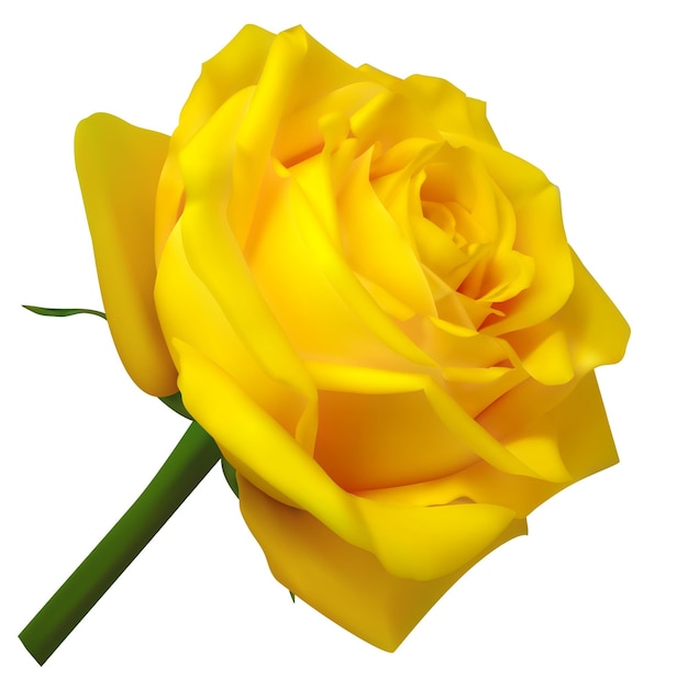 ベクトル 白い背景の上の現実的なベクトル黄色のバラ