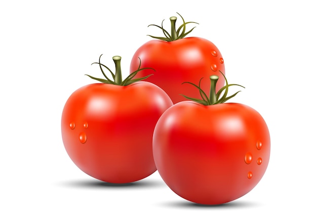 Vector realistic vivid fresh tomatoes vector design