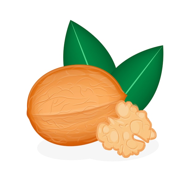 Realistic walnut isolated on white background vector illustrationxdxabroken walnut kernel packaging print
