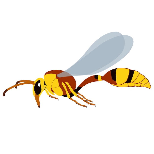 Vector realistic wasp vector