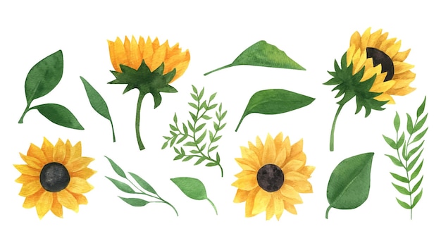 Vector realistic watercolor sunflowers collection bright yellow and green color