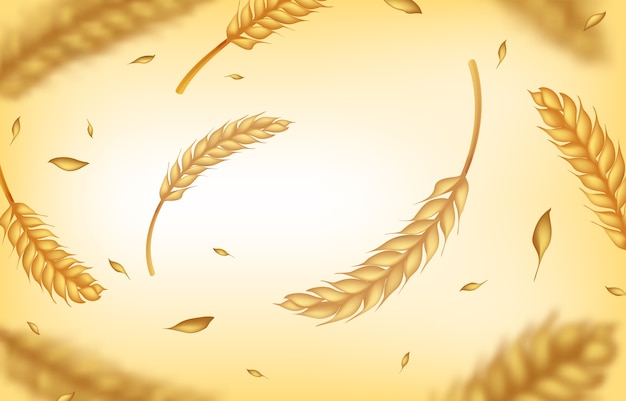 Vector realistic wheat background