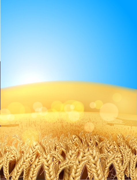 Vector realistic wheat rye crops field blue sky