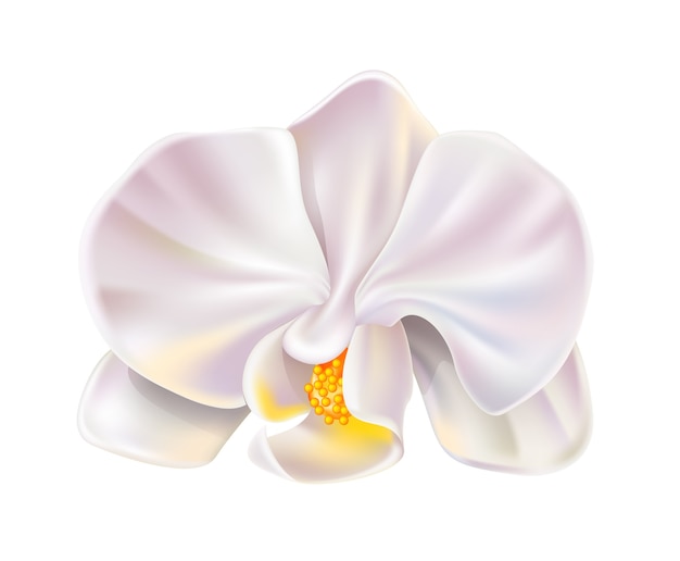 Realistic white orchid flower