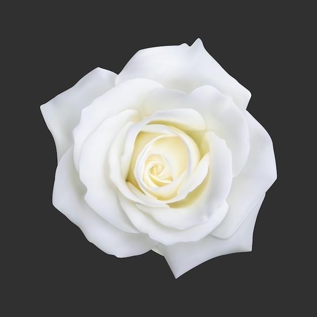 Realistic white rose