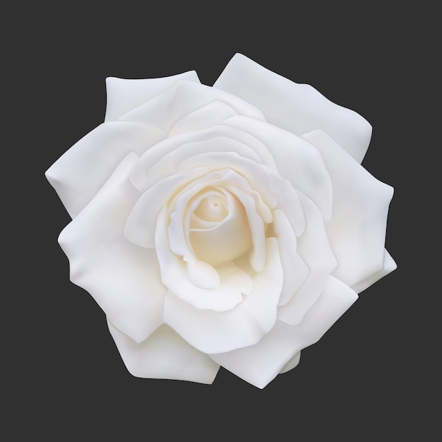 Realistic white rose