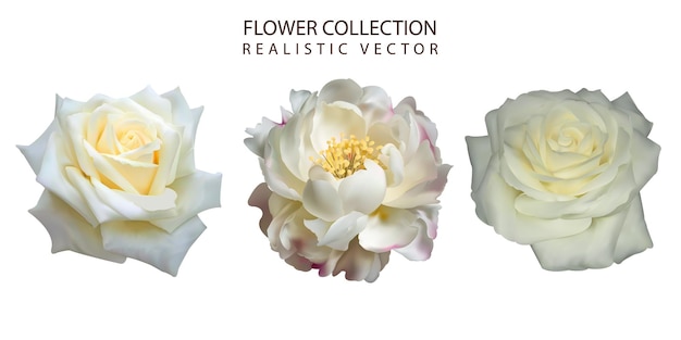 Vector realistic white roses and peony