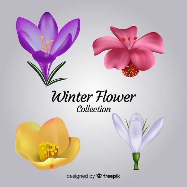 Realistic winter flower collection