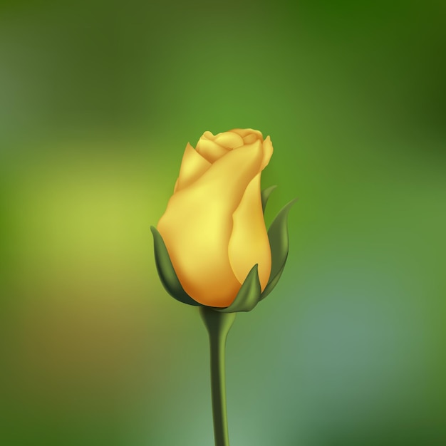 Vector realistic yellow rose vector