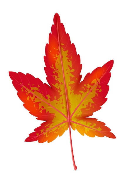 Realistisch herfstblad Rood en oranje esdoorn bladeren heldere kleuren herfst botaniek geïsoleerd decoratief element op witte achtergrond botanisch object Canadese boom symbool vector illustratie