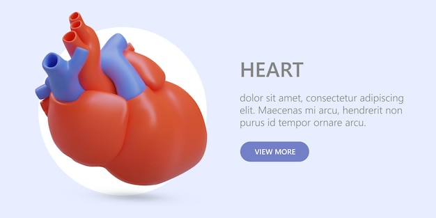 Realistisch menselijk hart Diensten van cardioloog Cardiocentrumadvertentie