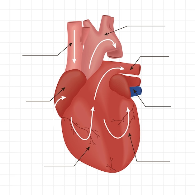 Realistisch menselijk hart orgel diagram