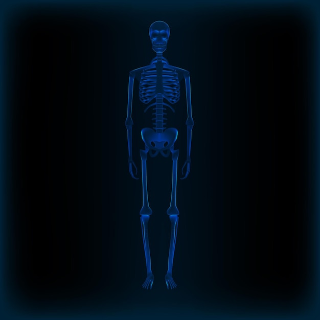 Vector realistisch menselijk skelet xray anatomie medisch beeld