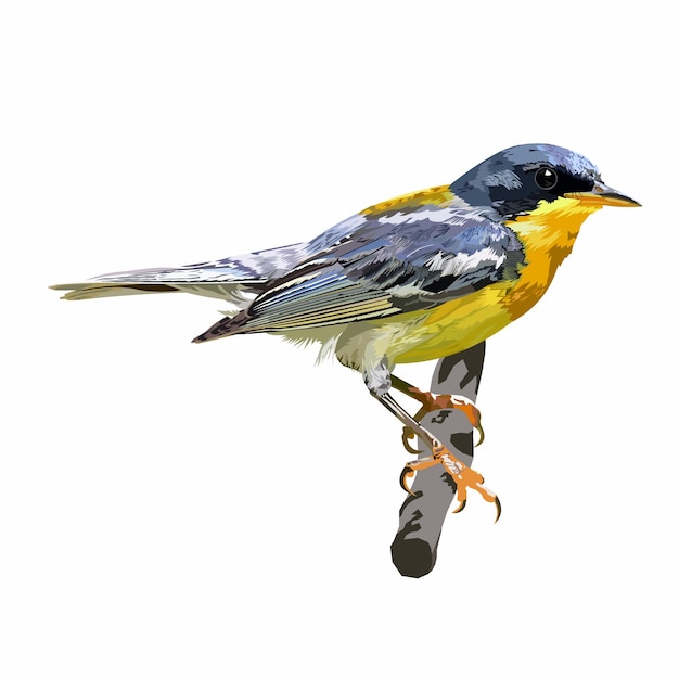 Vector realistisch tropisch parula vogel vector illustratie