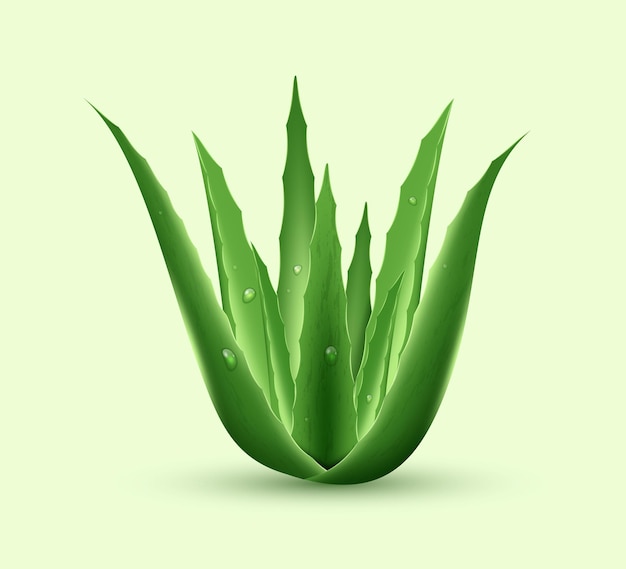 Realistische aloë vera stengel met waterdruppels Groene verse plant Cosmetica en huidverzorging concept