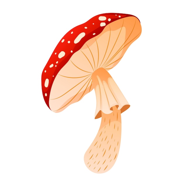Realistische amanita of vliegenzwam geïsoleerd op witte achtergrond Bos gevaarlijke paddenstoel met rode cape en vlekken Natuurlijk vergif ingrediënt voor het koken van giftig en sjamanistisch afkooksel Vector illustratie