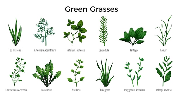 Realistische bladen van groene grassen set met klaver bluegrass lavendel pennycress ribwort knotgrass paardebloem winde geïsoleerd op een witte achtergrond vectorillustratie