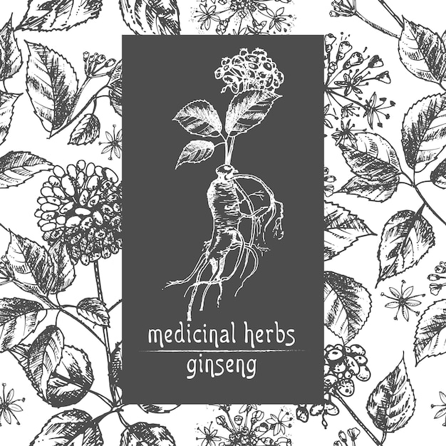 Realistische botanische inkt schets van ginseng wortel bloemen en bessen geïsoleerd op wit bloemen kruiden collectie traditionele chinese geneeskunde plant kaart ontwerp