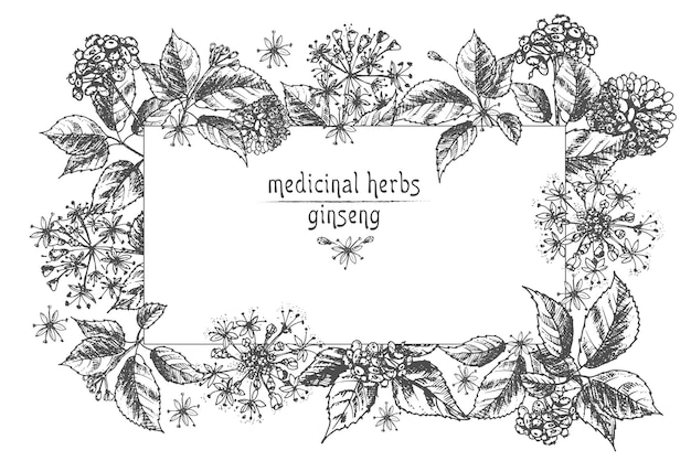 Realistische botanische inkt schets van ginseng wortel bloemen en bessen geïsoleerd op wit bloemen kruiden collectie traditionele chinese geneeskunde plant kaart ontwerp