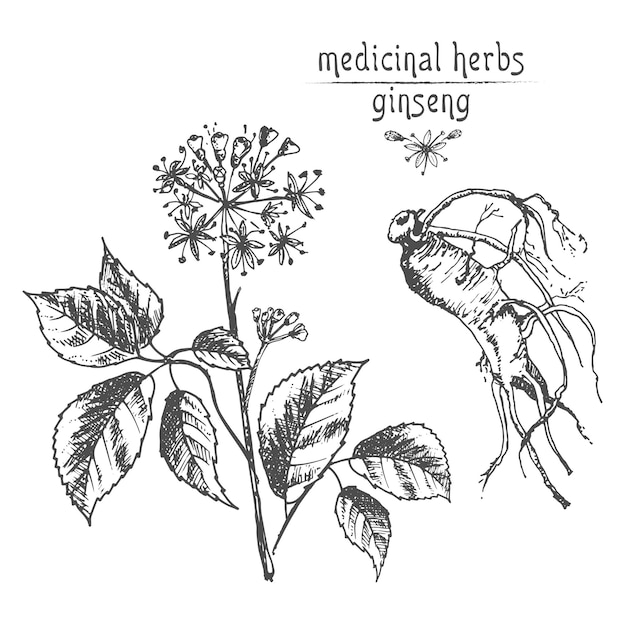 Realistische Botanische inkt schets van ginseng wortel bloemen en bessen geïsoleerd op wit bloemen kruiden collectie Traditionele Chinese geneeskunde plant