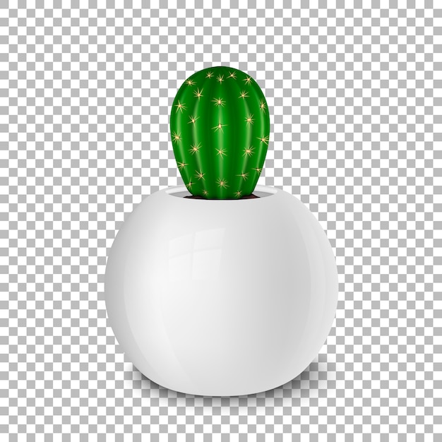 Vector realistische decoratieve cactus plant in witte bloempot pictogram close-up geïsoleerd