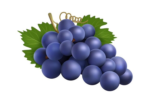 Realistische druiventros Zwarte wijnmakerijdruiven geïsoleerde 3d plant met bes en bladeren Eco-boerderijproduct rauw voor wijnvectoringrediënt