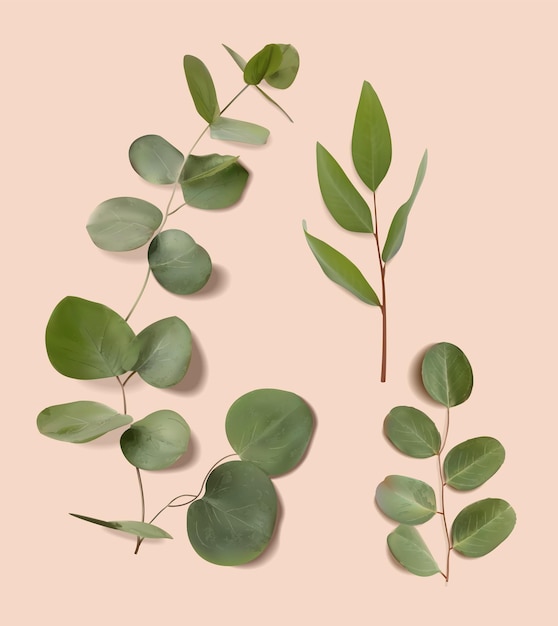 Realistische eucalyptusbladeren vector set