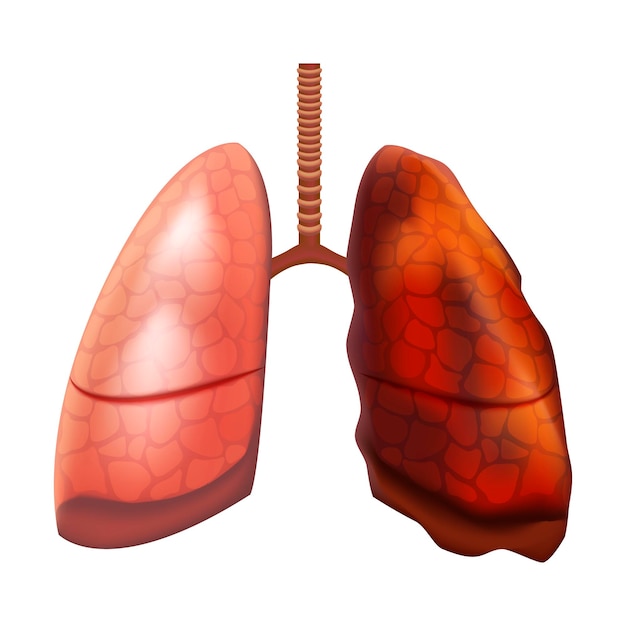 Realistische gedetailleerde 3D-menselijke longen interne orgel Vector