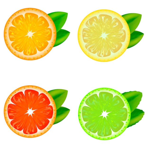 Realistische gedetailleerde citrusvruchten set met bladeren natuurlijke vers voedsel sinaasappel, mandarijn, citroen en limoen. vector illustratie