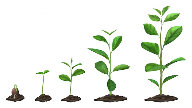 Realistische groeifasen van planten. Het jonge zaad groeien in grond, groene installaties in grond, het bloeiende stadium van de de lentespruit, illustratiereeks. Kieming tijdlijn, tuin zaailing proces