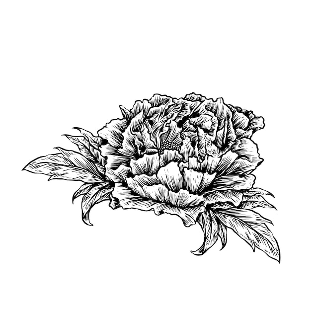 Vector realistische hand getekend floral vintage