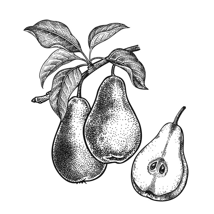 Vector realistische handtekening peren