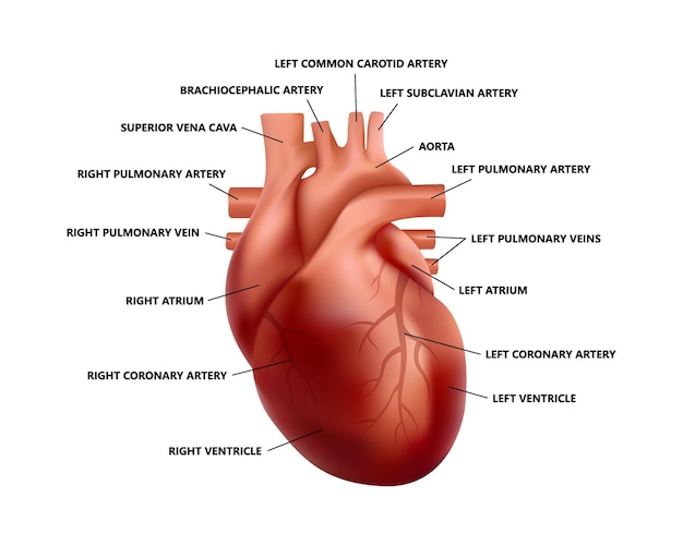 Realistische hartanatomie met beschrijvingen. diagram van anatomisch correcte menselijk hartillustratie.