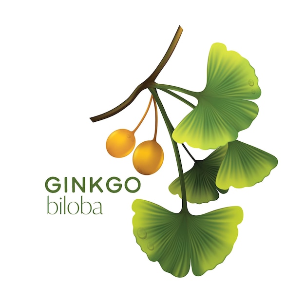 Realistische illustratie cosmetica met ingrediënten ginkgo biloba huidverzorging cosmetica