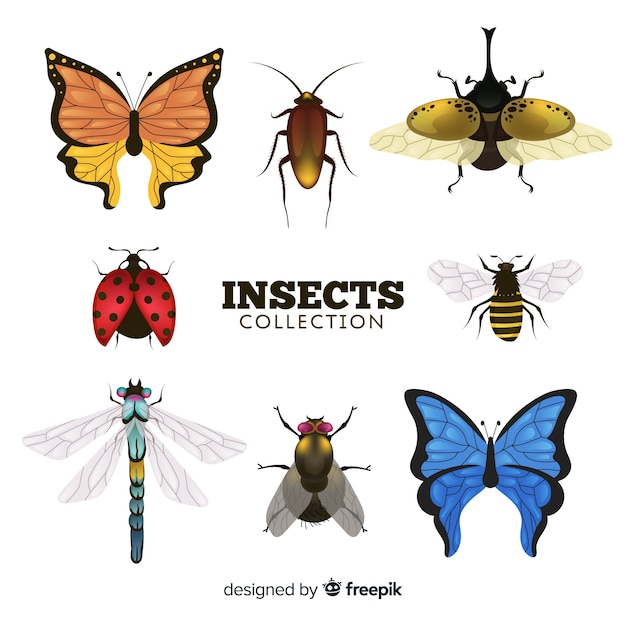 Vector realistische insectencollectie