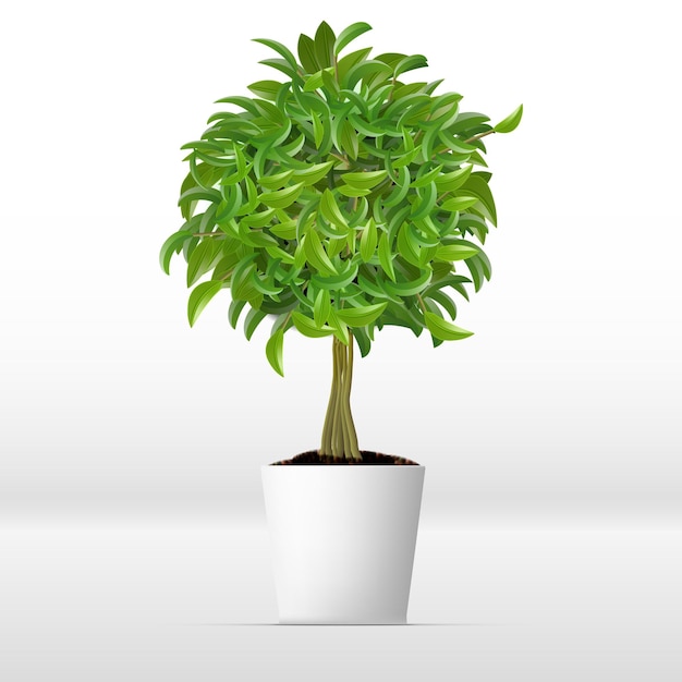 Realistische kantoor- of huisdecoratieve plant in witte pot