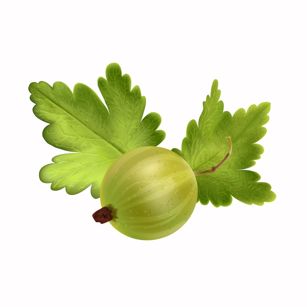 Realistische kruisbes geïsoleerd
