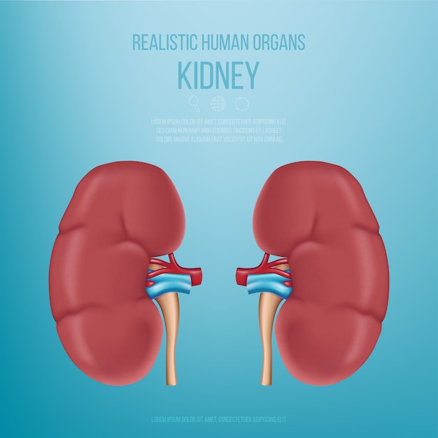 Vector realistische menselijke organen. de nieren. realistisch niermodel op een blauwe achtergrond