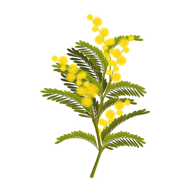 Vector realistische mimosa-illustratie