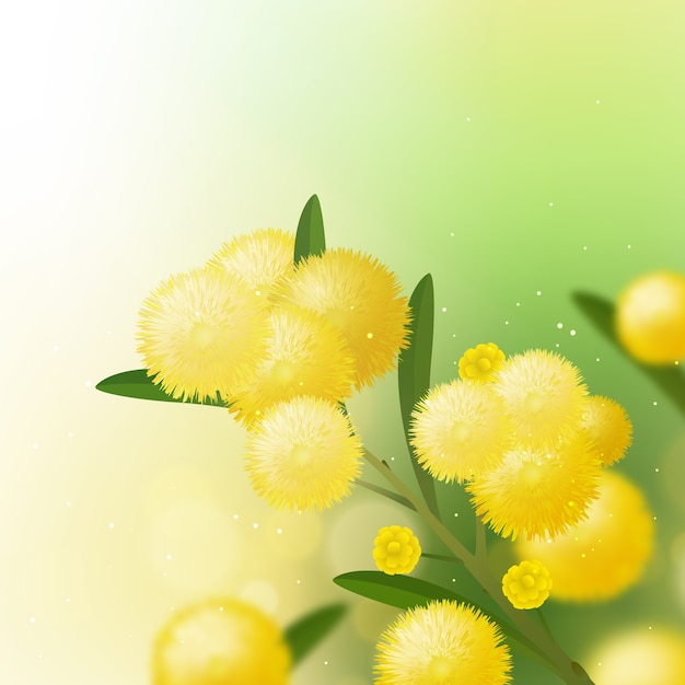 Vector realistische mimosa-illustratie