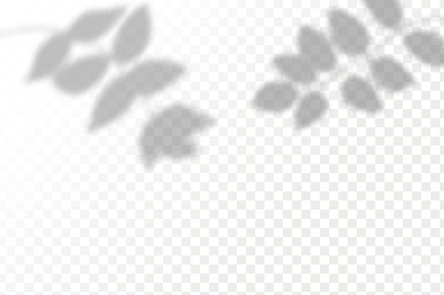 Realistische schaduw tropische bladeren en takken op transparante geblokte achtergrond Het effect van overlappende schaduwen Natuurlijke lichte lay-out