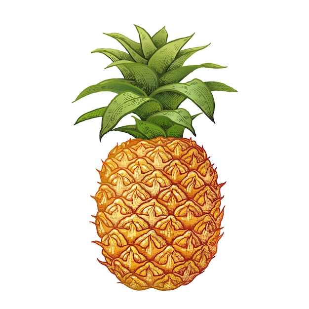 Realistische tekening van ananas.