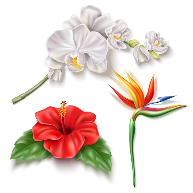 Realistische tropische bloemen instellen