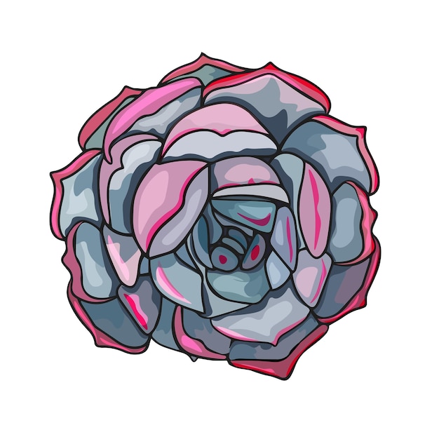 Realistische vectorillustratie van vetplanten Echeveria zijaanzicht Vector botanische banner met cactussen bloemen Voor het afdrukken van ansichtkaarten logo's iconen