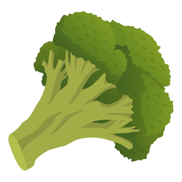 Realistische verse broccoli geïsoleerd op een witte achtergrond Vectorillustratie