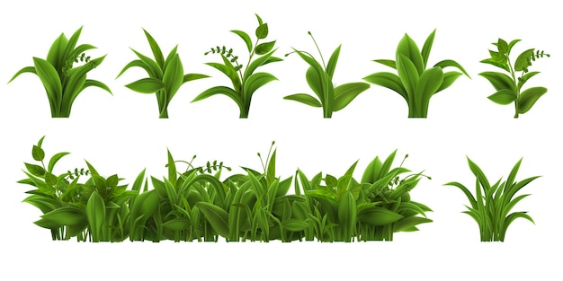 Realistische verse groene gras onkruid en kruid bladeren Lente plant bosjes en struiken Zomer veld tuin gazon of weide vegetatie vector set