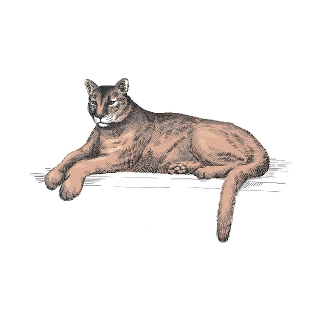 Vector reclining cougar. lying american mountain lion, red tiger, panther animal. puma predator in zoo,  illustration, hand drawn sketch art